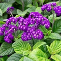 Heliotrope
