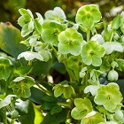 Herbal Notes