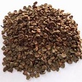 Hibiscus Seed
