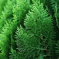 Hinoki Wood