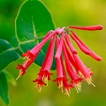 Honeysuckle