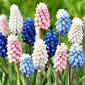 Hyacinth