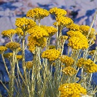 Immortelle
