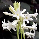 Indian Tuberose