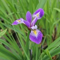 Iris
