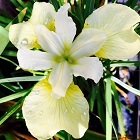 Iris Butter