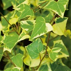Ivy