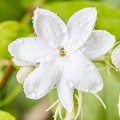 Jasmine