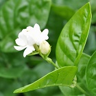 Jasmine Tea