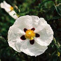 Labdanum