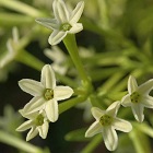 Lady of the Night Flower