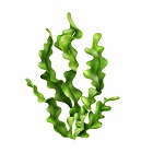 Laminaria