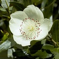 Leatherwood