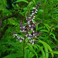 Lemon Verbena