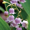 Lily of the Valley