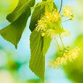 Lime (Linden) Blossom
