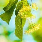 Lime (Linden Blossom)