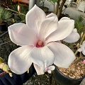 Magnolia