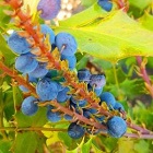 Mahonia