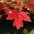 Maple
