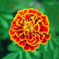 Marigold