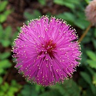 Mimosa