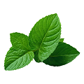 Mint