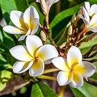 Monoi Oil