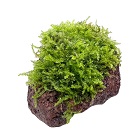 Moss