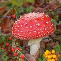 Mushroom