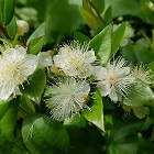Myrtle