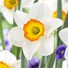 Narcissus
