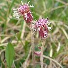 Nard Himalayan (Jatamansi)