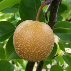 Nashi Pear