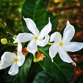 Night Blooming Jasmine