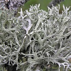 Oakmoss