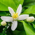 Orange Blossom