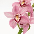 Orchid