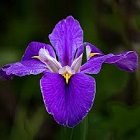 Orris Root