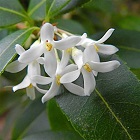 Osmanthus