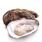 Oysters