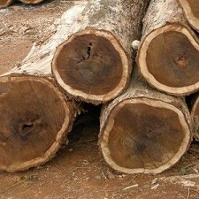 Palisander Rosewood