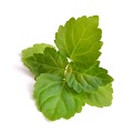 Patchouli (Green)