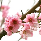 Peach Blossom