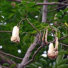 Peru Balsam