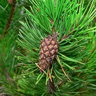 Pine