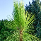 Pine Tree
