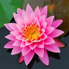 Pink Lotus