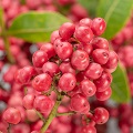 Pink Pepper