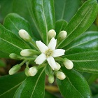 Pitosporum